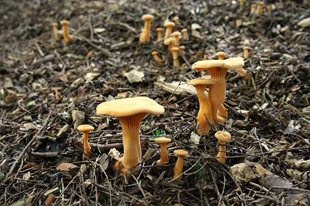 golden mushroom stock photo