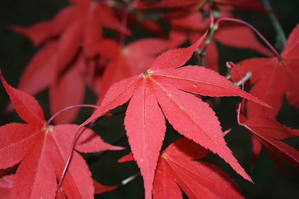 red leaves stock photo