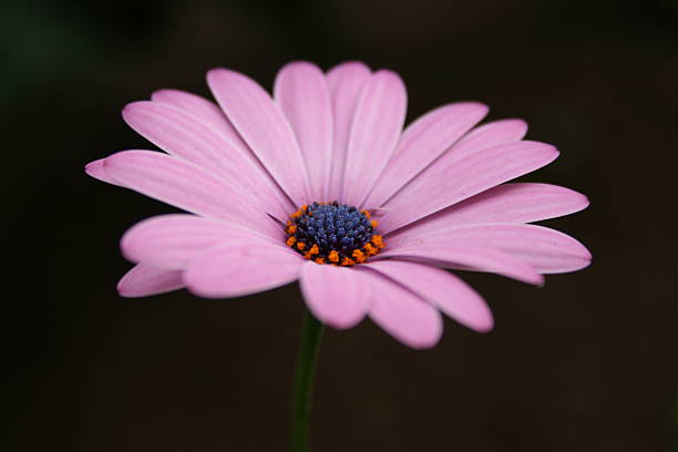 purple flower stock photo