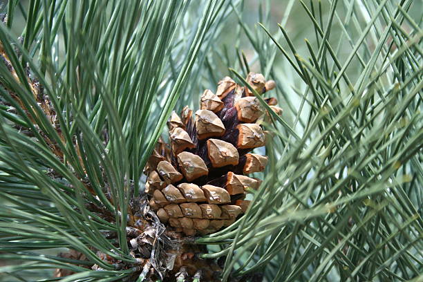 pine cone stock photo