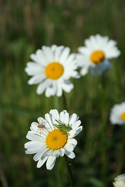insects on flower stock photo