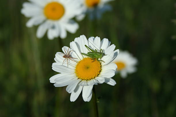 grass hopper flower stock photo