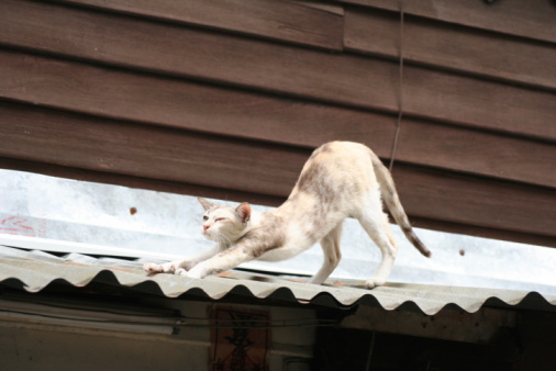 Thin stray cat stretching on tin roof