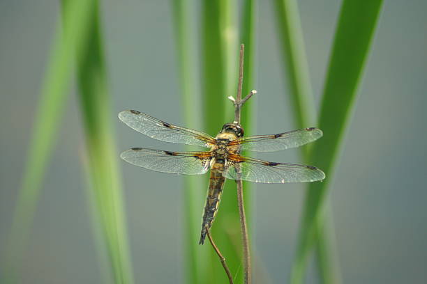 dragon fly stock photo