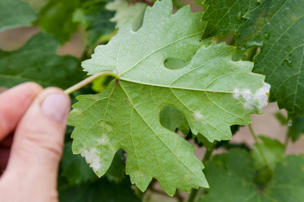 Sick grape leaf closeup Closeup of vine grape leaf affected by Downy Mildew (Plasmopara vitikola), rear view mildew stock pictures, royalty-free photos & images