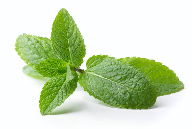 istock twig of mint 983265072