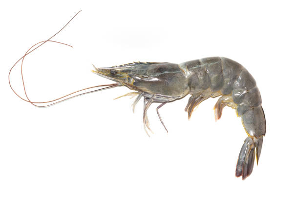 istock Raw fresh shrimp on white background 983266560
