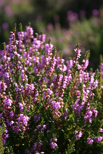 Closeup of colorful blossoming of heather cultivated in hothouse. Calluna vulgaris or Ling as a floral background. White an pink heather flowers blossom in the meadow. Selective focus