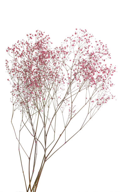 fiori di respiro rosa secco del bambino isolati su sfondo bianco - branch dry defocused close up foto e immagini stock