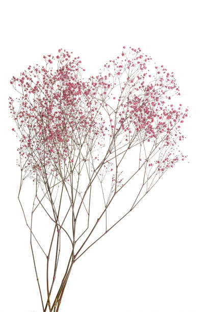 dry pink baby's breath flowers isolated on white background - gypsophila imagens e fotografias de stock