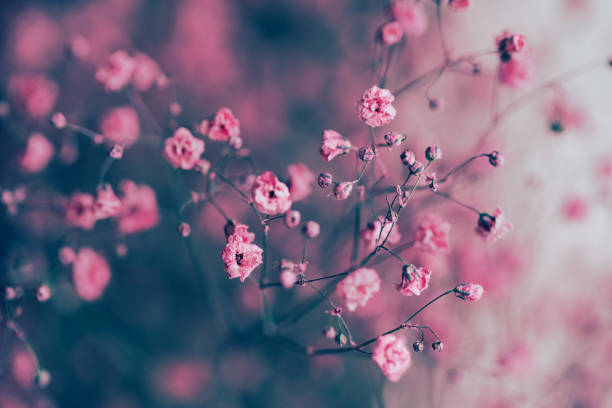 istock Dry pink baby's breath flowers background 983267246