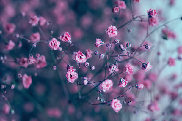 istock Dry pink baby's breath flowers background 983267394