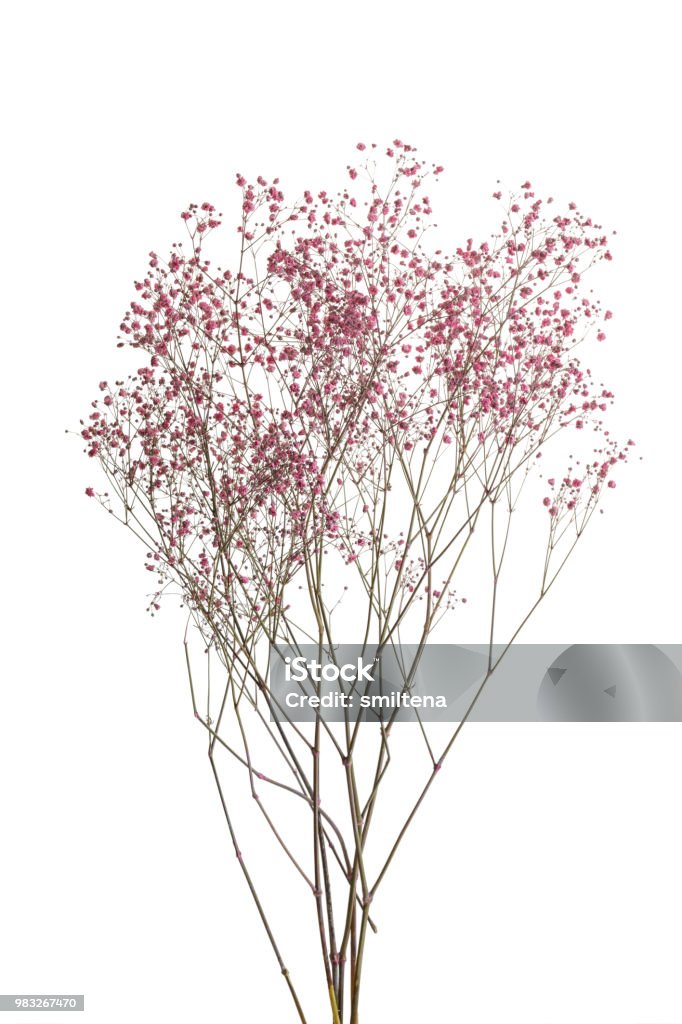 Dry Pink Babys Breath Flowers Isolated On White Background Stock Photo -  Download Image Now - iStock