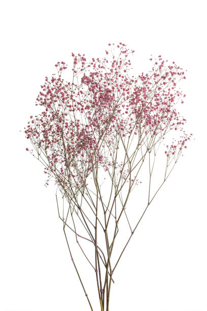 сухие розовые цветы дыхание ребенка изолированы на белом фоне - branch dry defocused close up стоковые фото и изображения