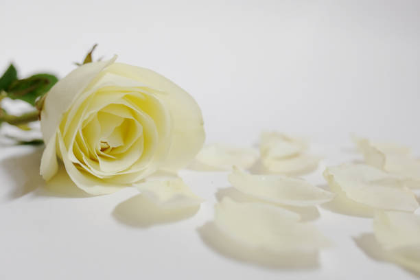 istock White roses isolated on white background. Use for Valentine day.Copy space 983268054
