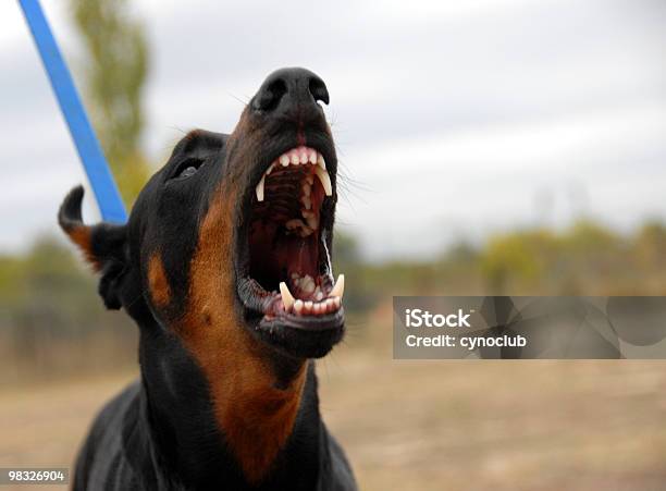 Gefährliche Dobermann Stockfoto und mehr Bilder von Hund - Hund, Beißen, Aggression