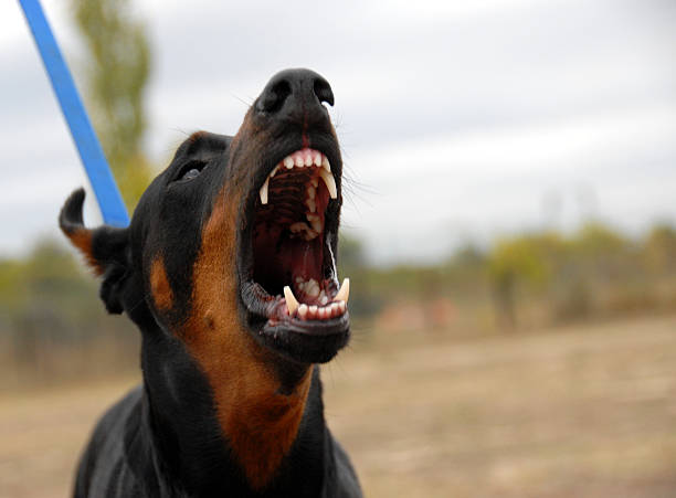 peligroso doberman - dog bite fotografías e imágenes de stock