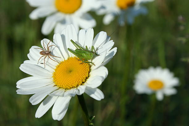 small insects on flower stock photo