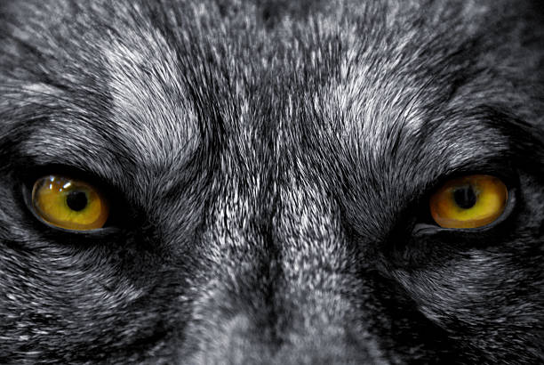 occhi di lupo - color image aggression wildlife horizontal foto e immagini stock