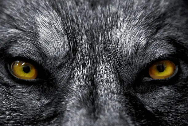 Photo of eyes of wolf