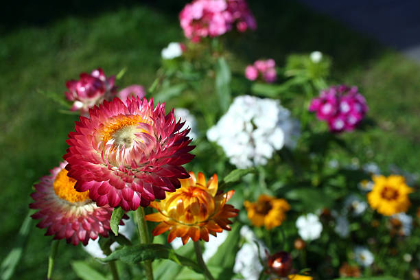 flower splash stock photo