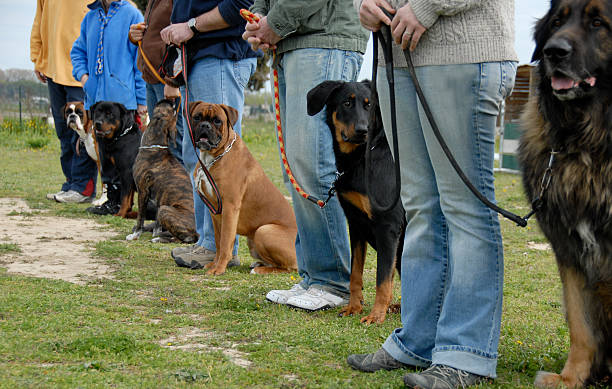 entraînement avec les chiens - leonberger photos et images de collection