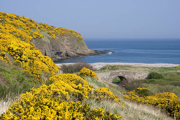 Gorse covered hills, old bridge and sea  furze or gorse ulex europaeus stock pictures, royalty-free photos & images