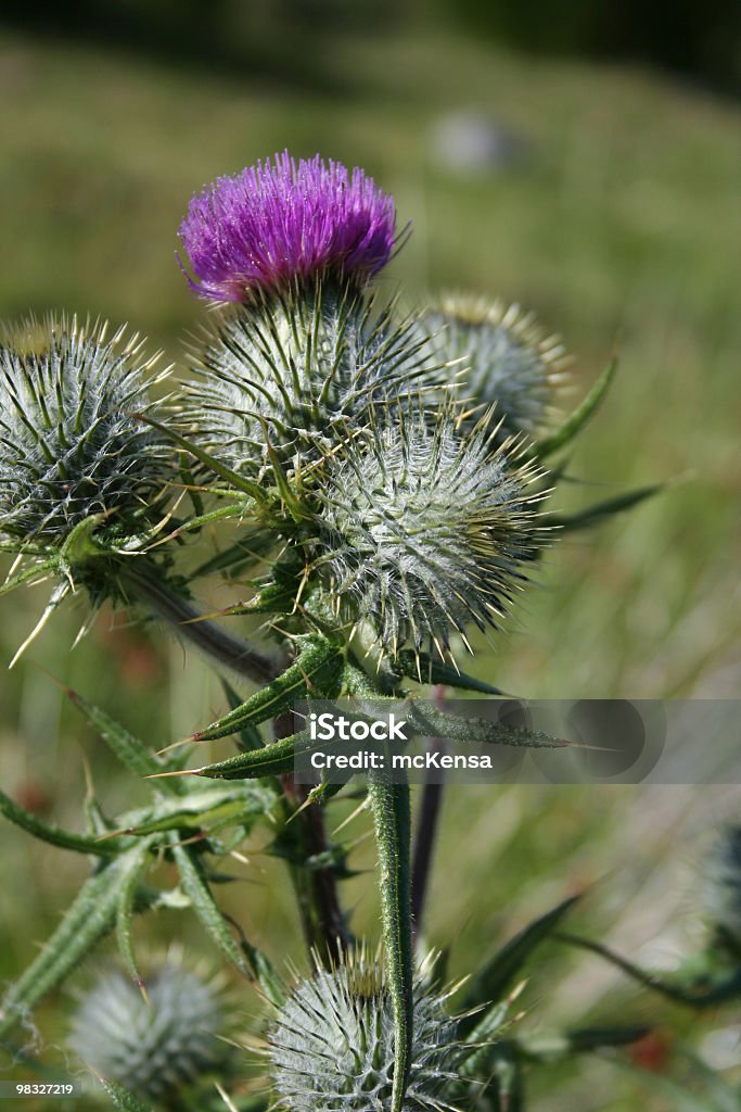 Scottish thistle  Color Image Stock Photo