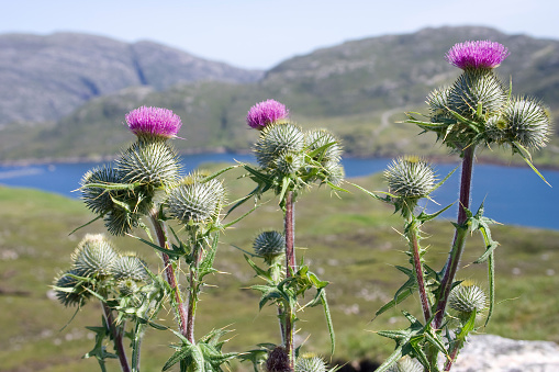 A close up of an uncultivated thistle growing in a rural area of Scotland