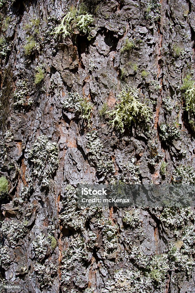 Moss on tree bark Close up of tree bark with moss Color Image Stock Photo