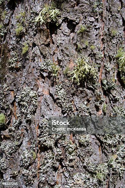 Moss On Tree Bark Stock Photo - Download Image Now - Color Image, Moss, No People