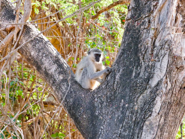 обезьяна вервет в национальном парке крюгера - frugivores стоковые фото и изображения