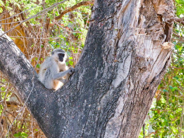 grüne meerkatze im krüger national park - frugivores stock-fotos und bilder