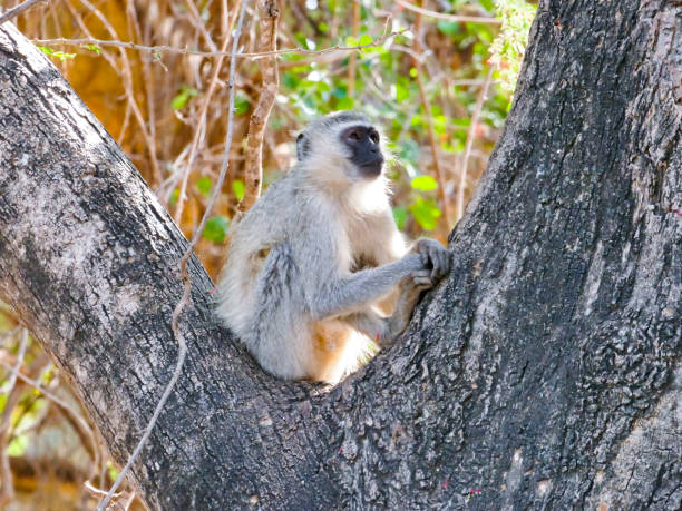 grüne meerkatze im krüger national park - frugivores stock-fotos und bilder