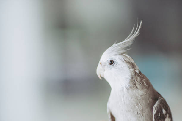 istock Cockatiel of indoor breeding 983276620