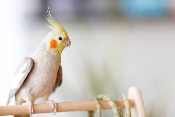 istock Cockatiel of indoor breeding 983276942