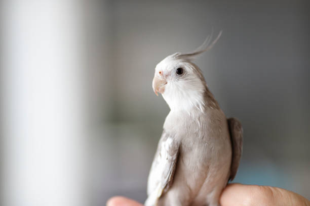 istock Cockatiel of indoor breeding 983279740