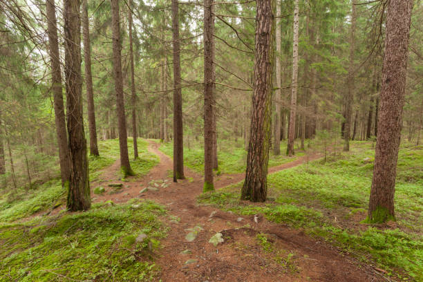 istock Inside a typical forest of the Italian Alps 983284548