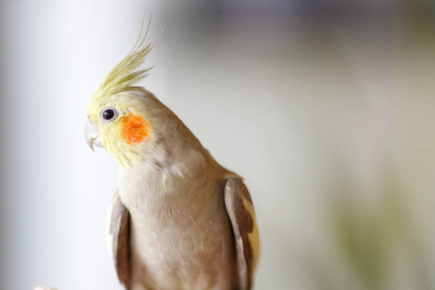 istock Cockatiel of indoor breeding 983285198