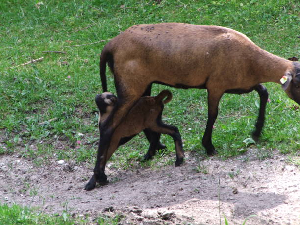 istock goat with a young goat on a meadow 983285290