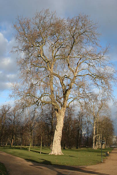 A tree with no leaves is in the middle of a clear blue sky. The sky is very bright and the tree is very tall