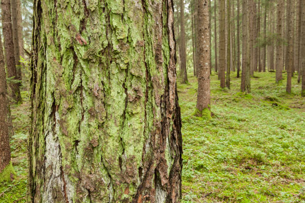 istock moss and lichens on the bark of a pine 983287714