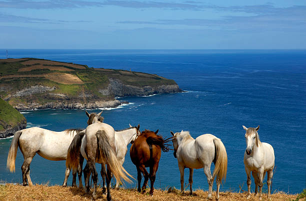 istock Some horses by the edge of a cliff  98328798