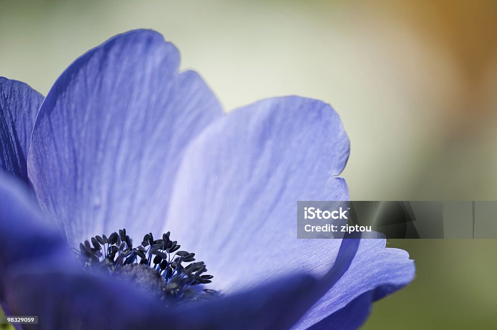 Blue anemone (macro)  Anemone Flower Stock Photo