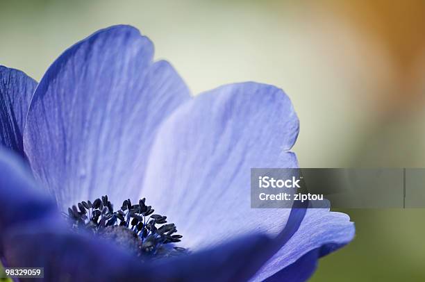 Blue Anemone Stock Photo - Download Image Now - Anemone Flower, Black Color, Buttercup Family