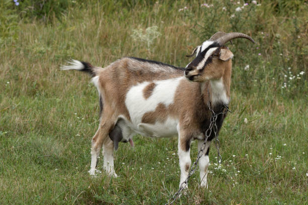 istock White and brown goat portrait. 983291506