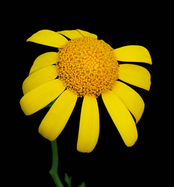 istock Yellow marguerite daisy 98329766