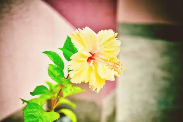 Photo of yellow hibiscus flower