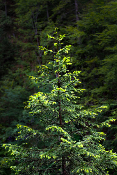 istock Bright meristems on growing conifer in the Austrian Alps 983302620