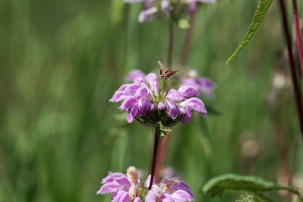 istock Blue Jerusalem sage Phlomis herba-venti. 983302660